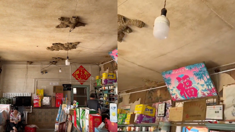 好風水！山東一小店42窩燕子築巢