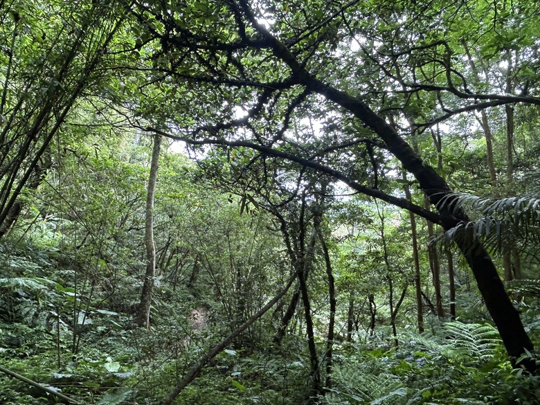 比百岳石門山更難的小百岳-桃園石門山步道