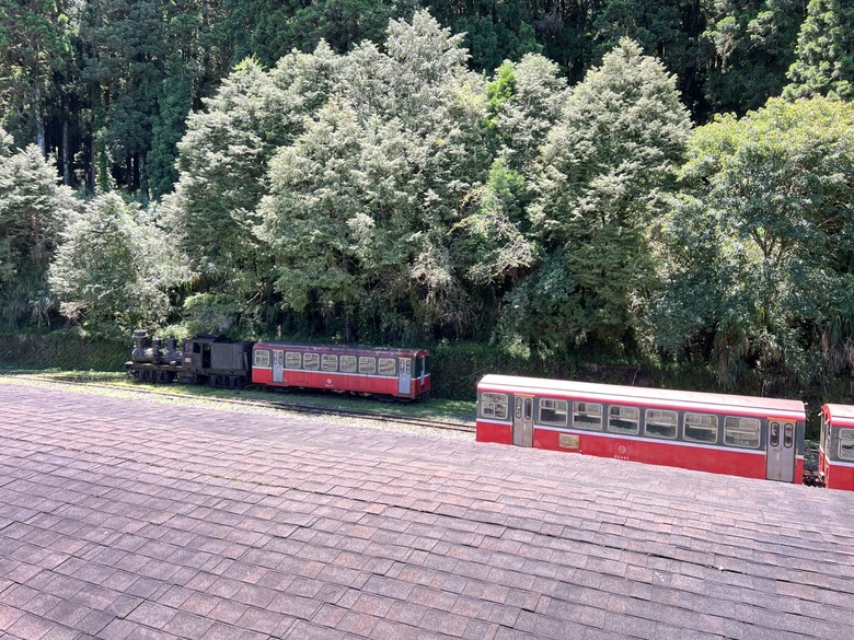 【阿里山開箱】搭神木線森林小火車 × 漫步巨木群步道 ｜走進檜木森林與時光的深處