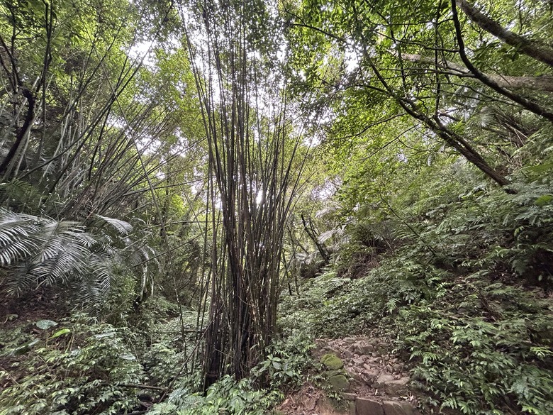 比百岳石門山更難的小百岳-桃園石門山步道