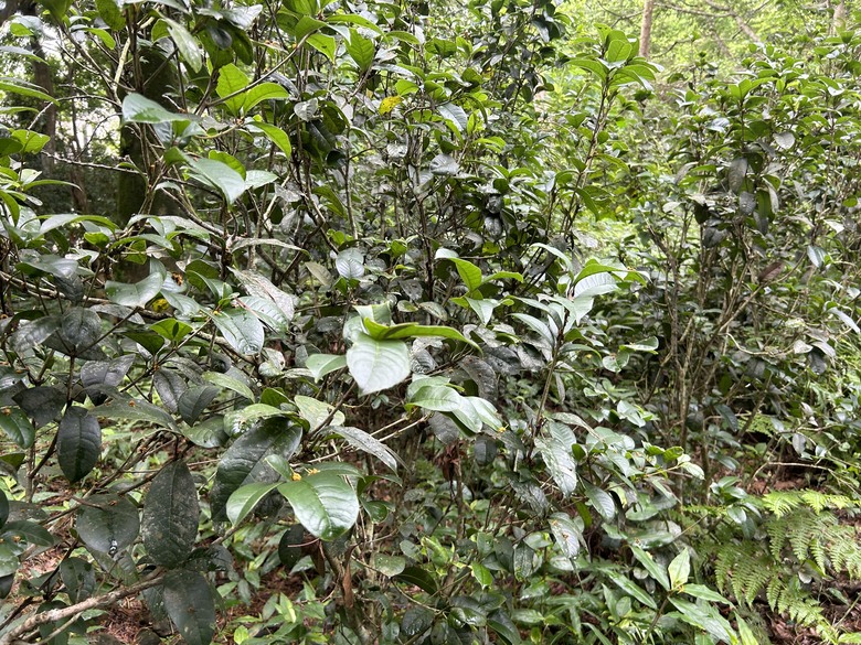 比百岳石門山更難的小百岳-桃園石門山步道