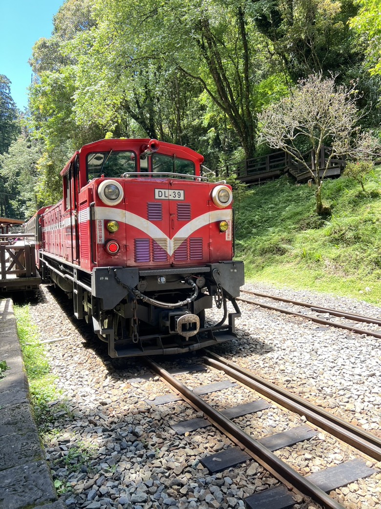 【阿里山開箱】搭神木線森林小火車 × 漫步巨木群步道 ｜走進檜木森林與時光的深處