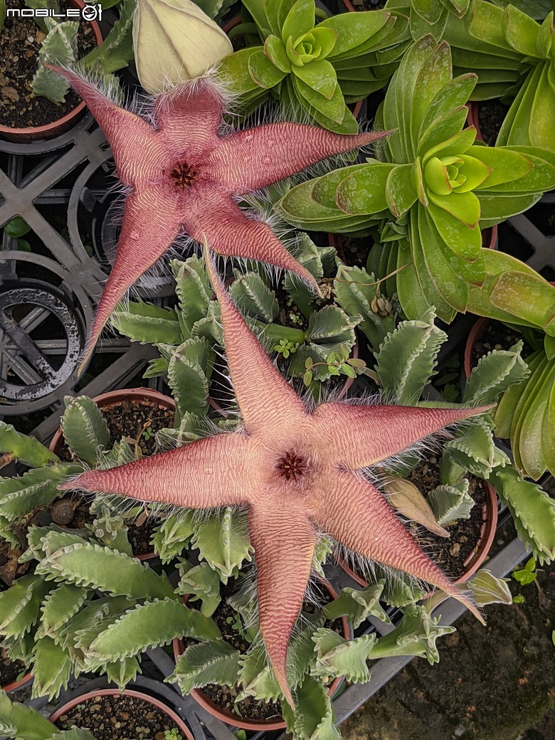 多肉植物開花 台南市歸仁區七甲花卉區 06/08