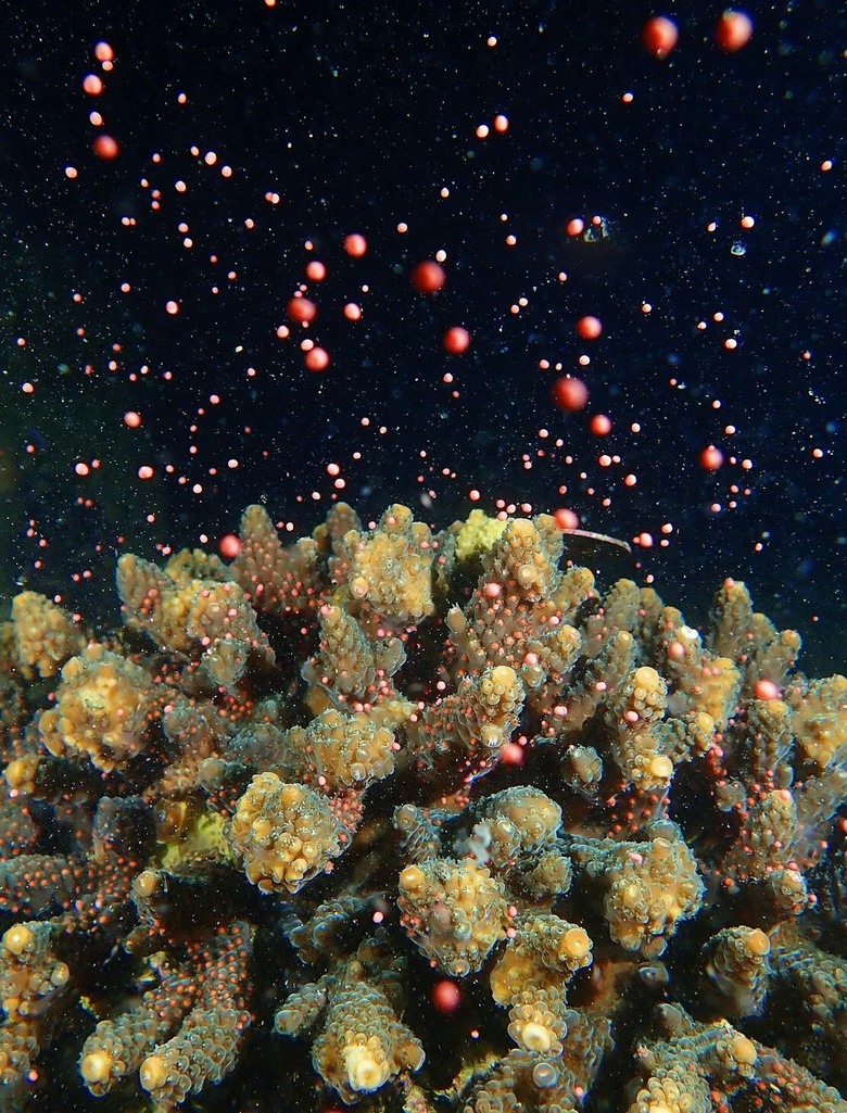 深圳大鵬海域鹿角珊瑚大規模產卵,猶如海底繁星