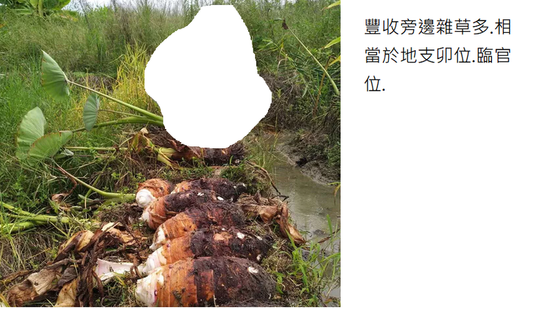 閒聊種菜