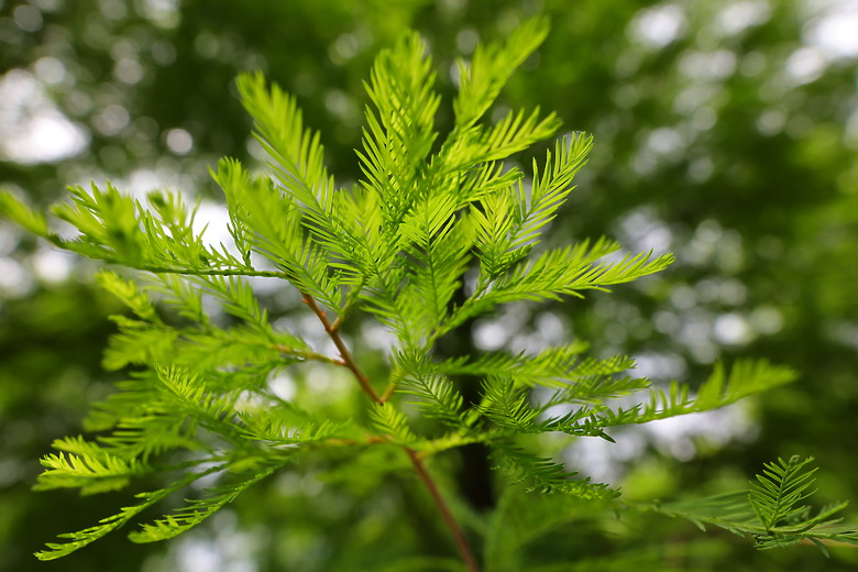 點我看大圖 Canon RF 20mm f/1.4L VCM 評測報告|開闊視野、攝錄混合一把罩!
