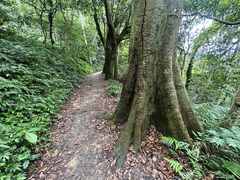 比百岳石門山更難的小百岳-桃園石門山步道
