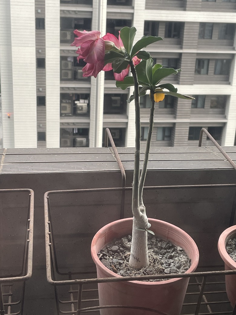 這樣的花是代表水不夠還是太多呢？