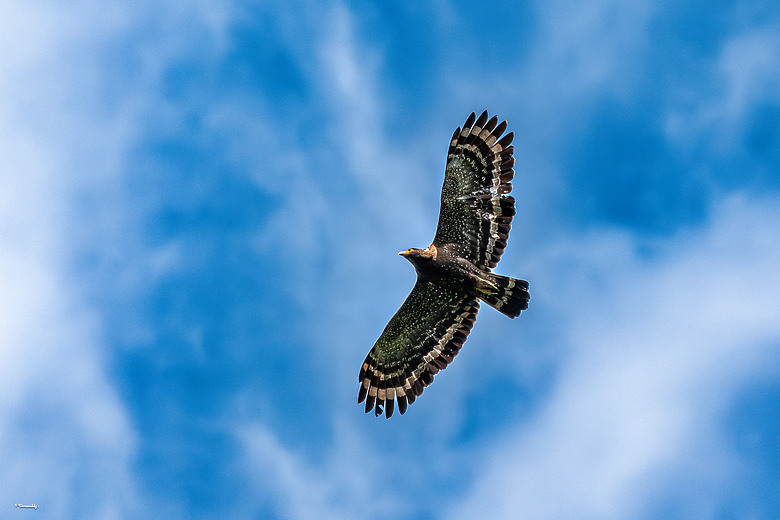披著 Sport 的 Art！Sigma 500mm f/5.6 DG DN OS Sports （誠邀各位前輩蓋樓入住）