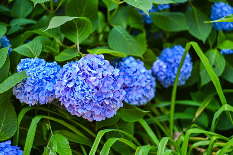 東京市區也可欣賞整片的紫陽花-文京區白山神社紫陽花季