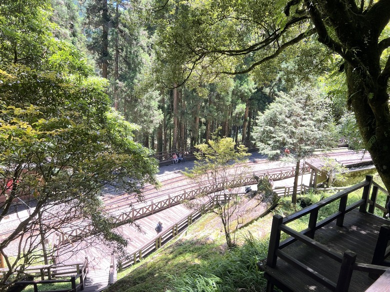 【阿里山開箱】搭神木線森林小火車 × 漫步巨木群步道 ｜走進檜木森林與時光的深處