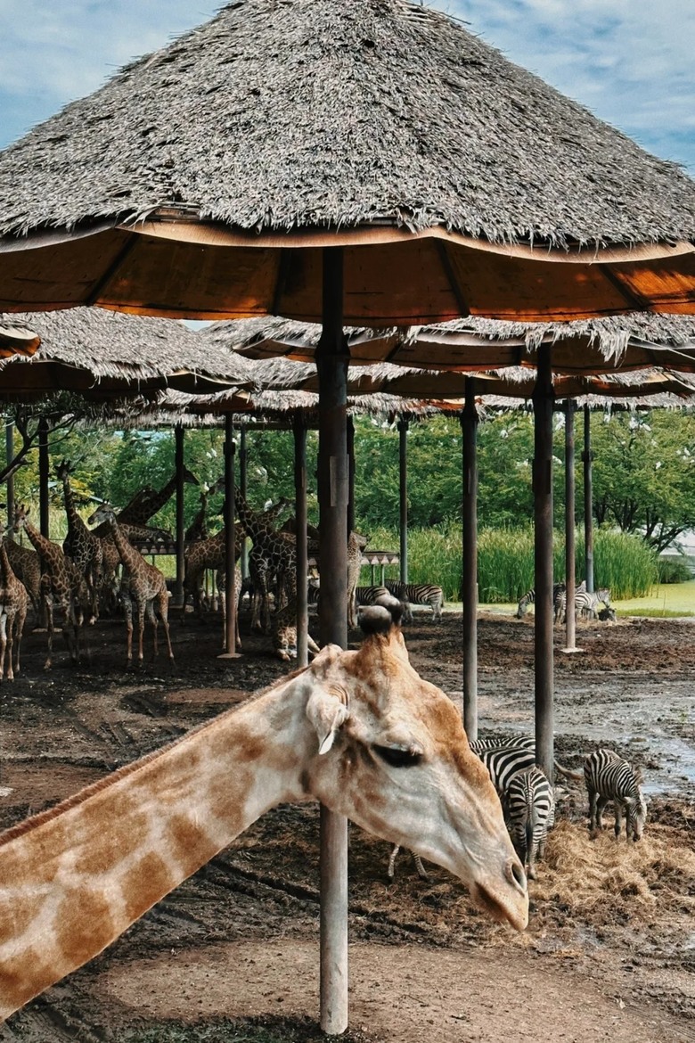 🇹🇭走訪全亞洲最大的野生動物園|不走回頭路的攻略