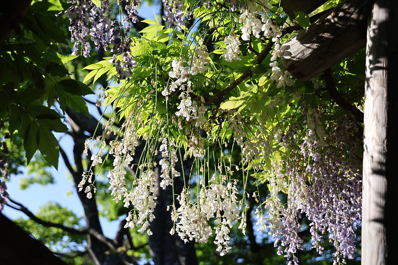 點我看大圖 夏日北海道自由行-函館篇(五稜郭/旬花/大黑屋/函館朝市/金森紅磚倉庫/小丑漢堡/八幡坂/元町/根室花丸/函館山)