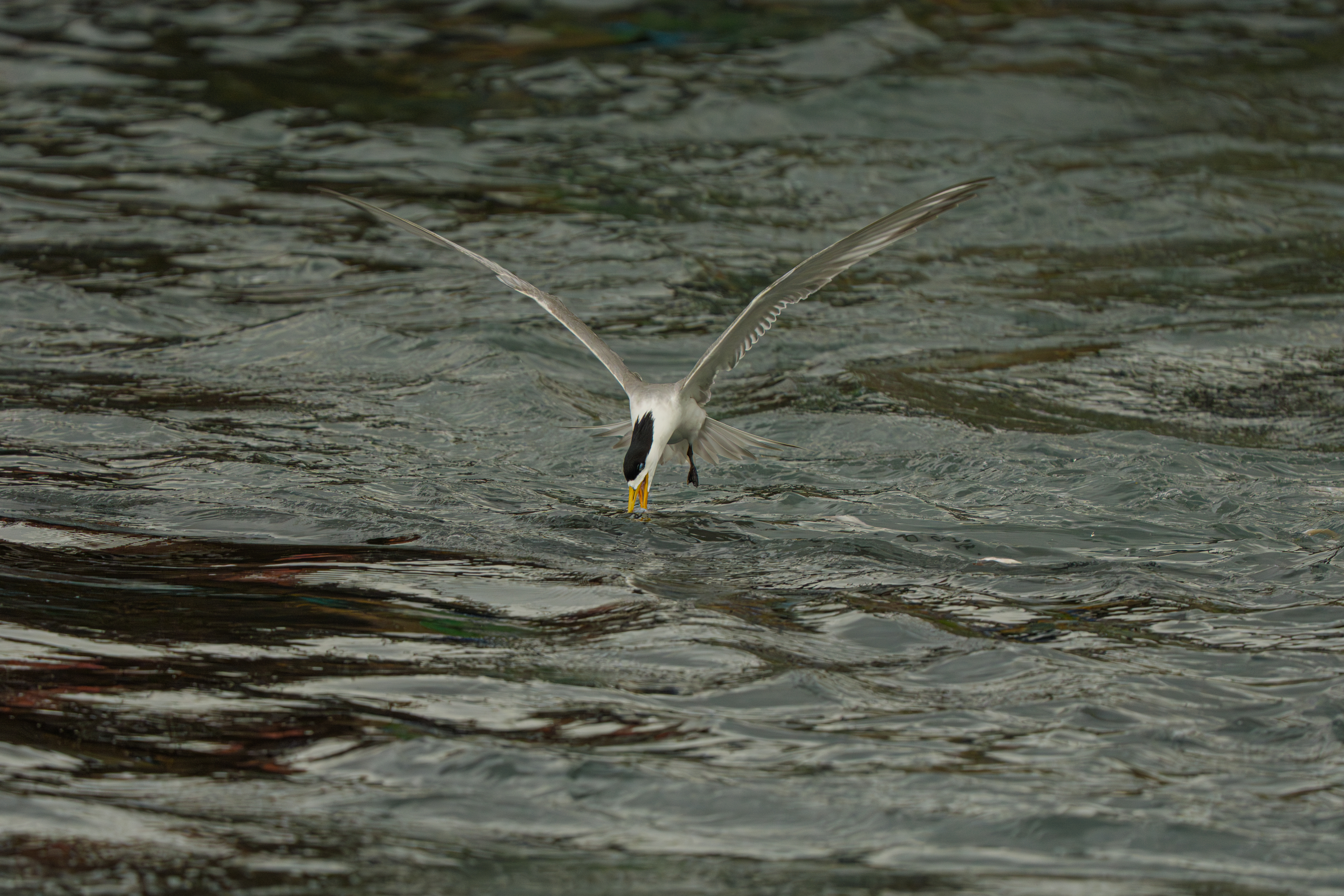 鳯頭燕鷗捕魚錄「倒掛金勾」