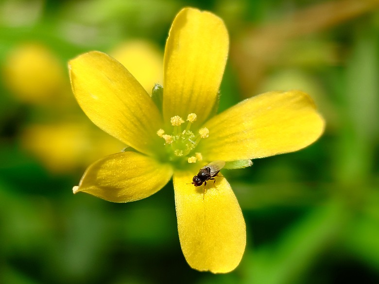 SONY XPERIA 1 VII 手機心得與照片分享