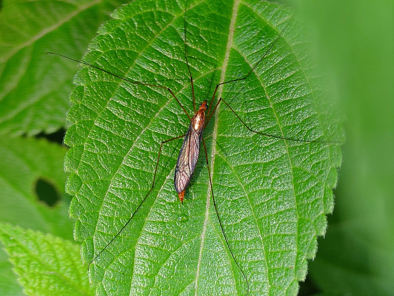 SONY XPERIA 1 VII 手機心得與照片分享