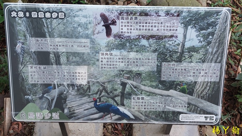 【台灣小百岳】攀登特色圓木棧道 大坑3號步道登頭嵙山