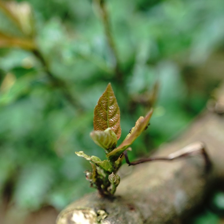 點我看大圖 【深澳漁港自然觀察】使用蔡司Victory SF雙筒望遠鏡與 Sony 相機觀賞拍攝遊隼