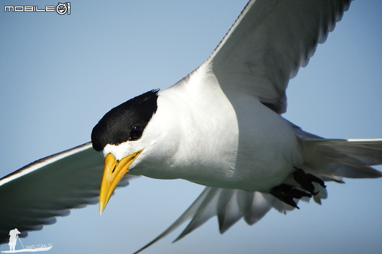 FE 400-800mm F6.3-8 G OSS 蓋大樓