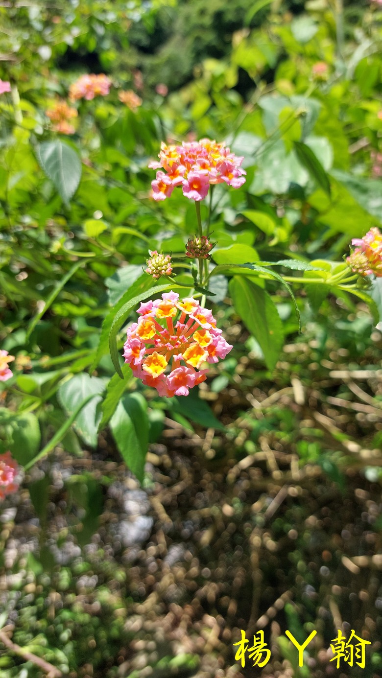 【郊山走走】擁有芬多精及負離子雙重享受的信賢步道