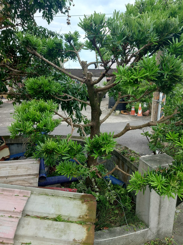 羅漢松修剪建議