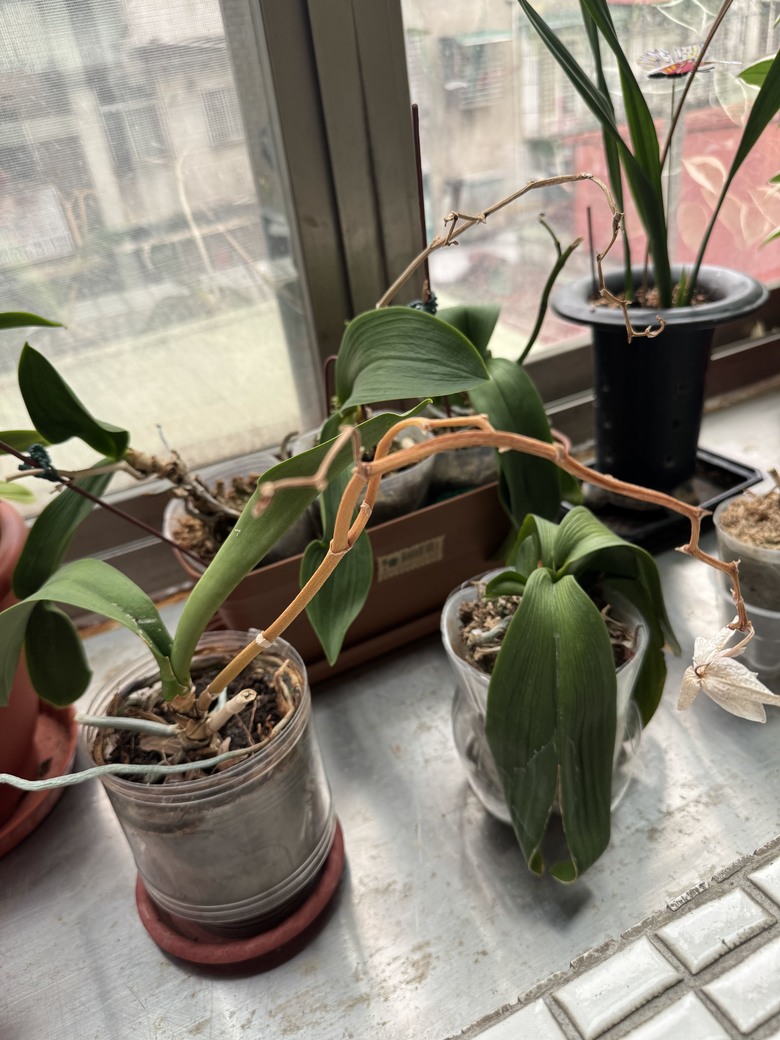 請問這根需要剪掉嗎？