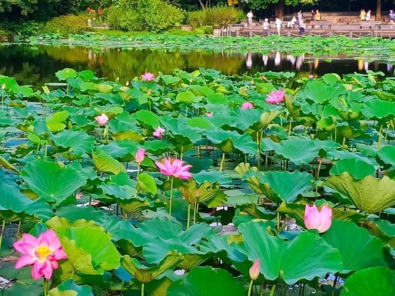 台北最美花池現正盛開!植物園荷花綠葉連天 夏季必訪!