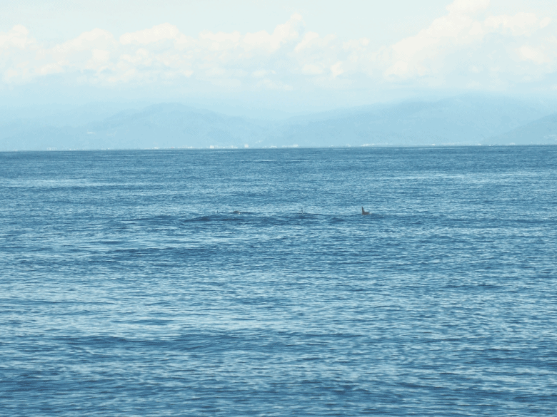 龜山島賞海豚、青蔥農場體驗蔥農生活、享用宜蘭在地無菜單料理 — 讓大腦放空休息一天之員工旅遊