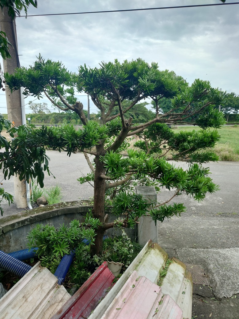 羅漢松修剪建議