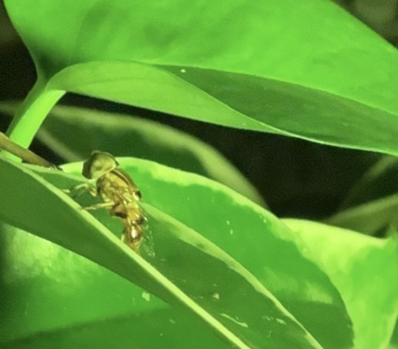 請問這是什麼昆蟲