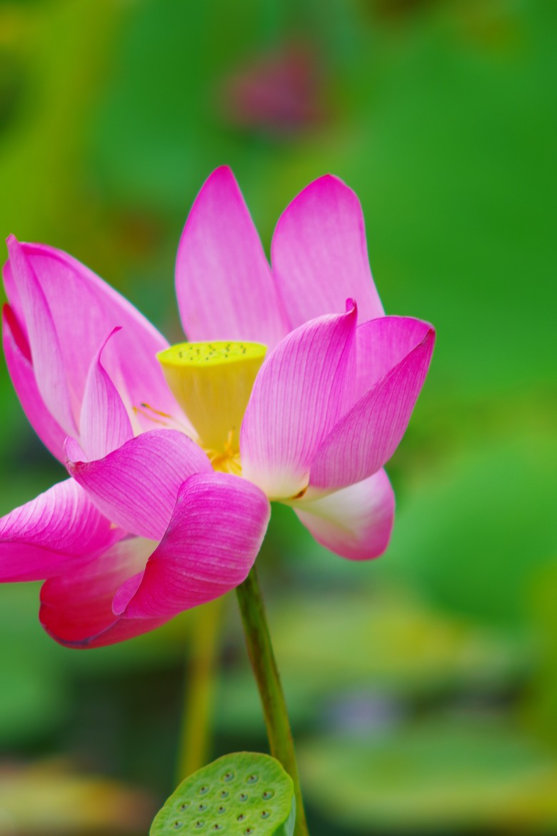 賞花雜記