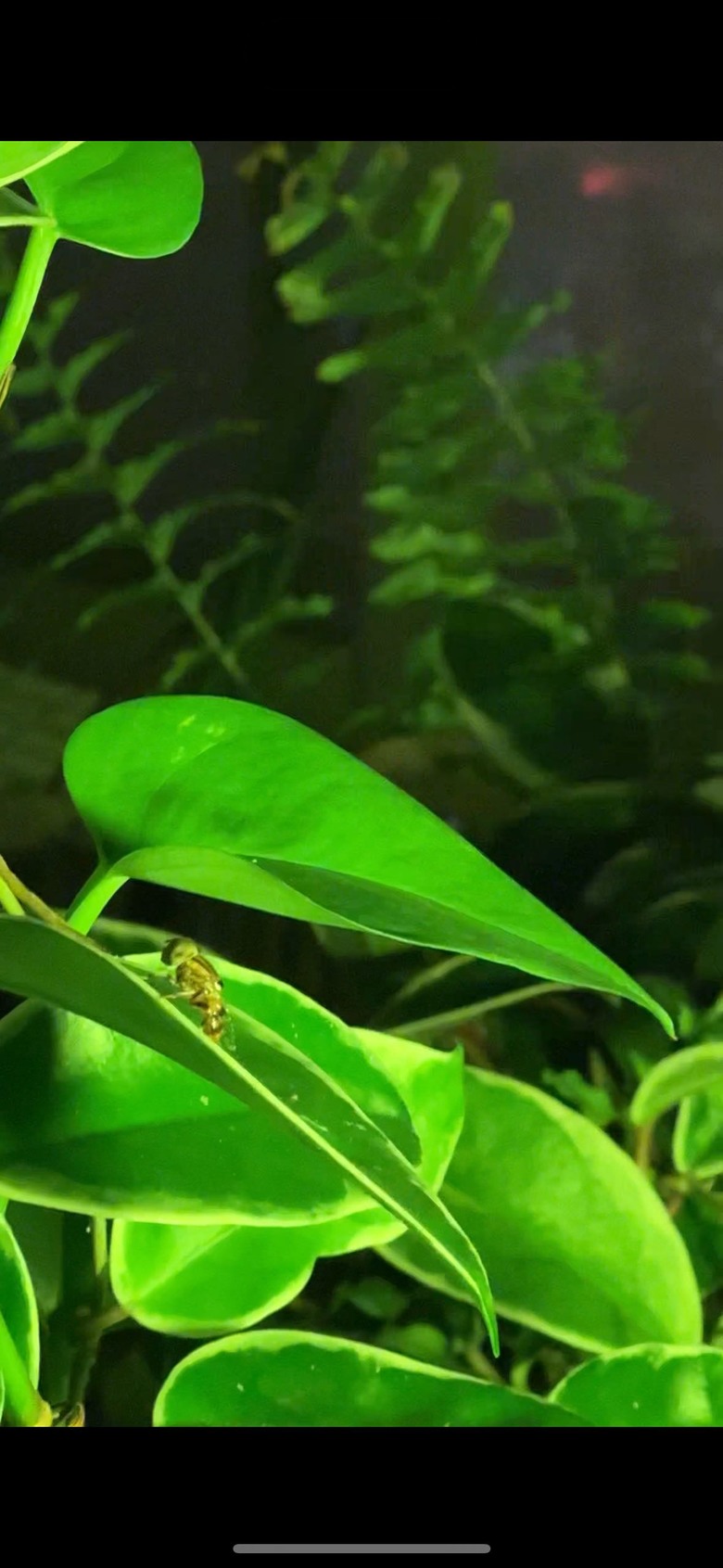 請問這是什麼昆蟲