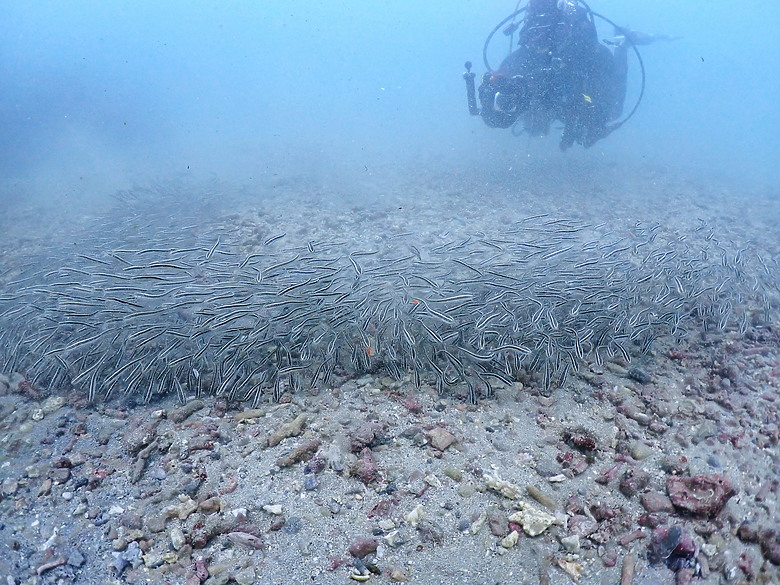 點我看大圖 (映像海洋) 一起潛進海洋,打擊海洋垃圾吧!in屏東墾丁feat. Garmin & PADI