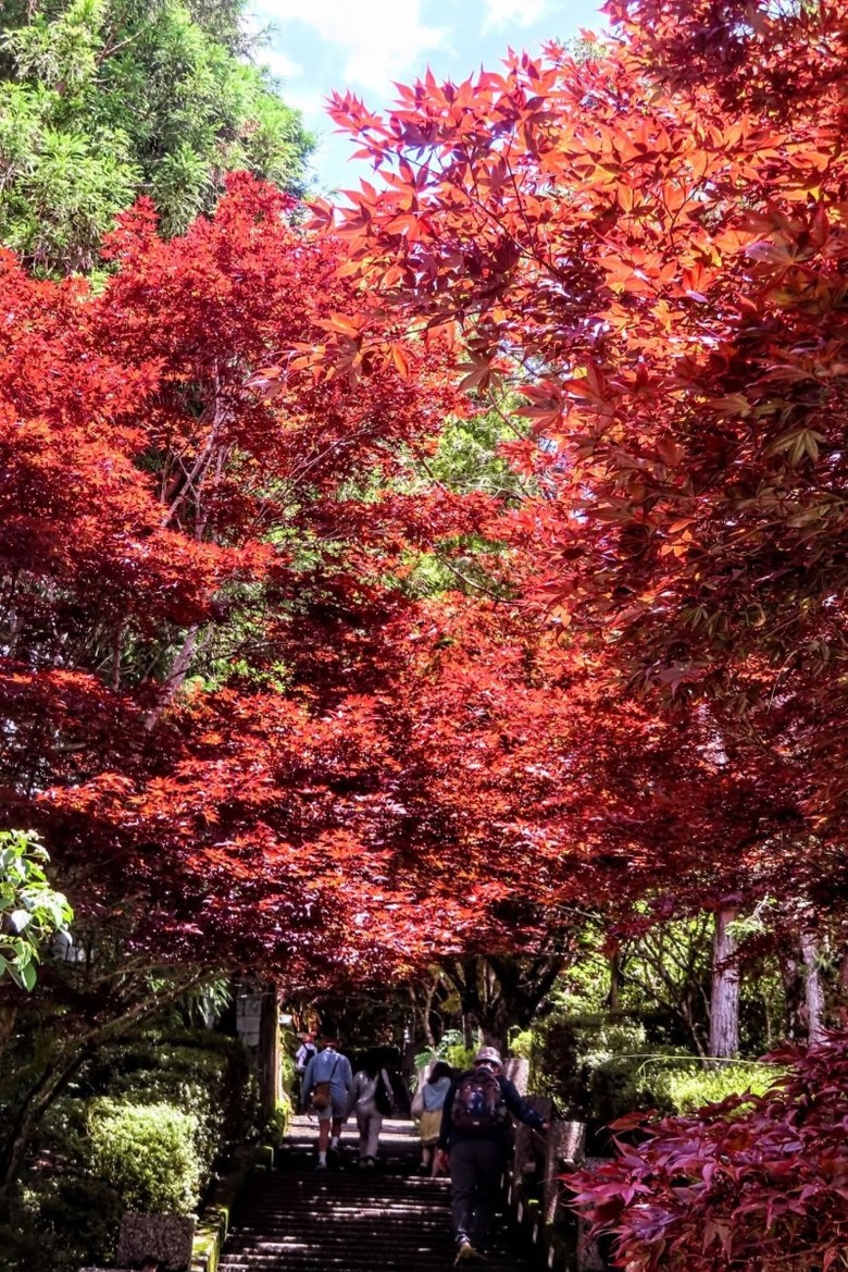 宜蘭太平山森林遊樂區楓紅染色!中央階梯化身絕美打卡天堂