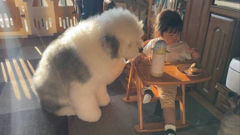 貪吃古代牧羊犬「狂盯小主人早餐」 飼主傻眼︰我以為你長大了!