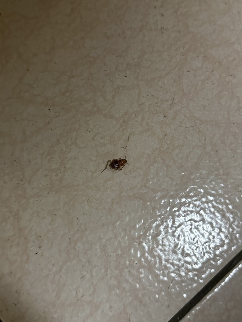 貓咪吃到蟑螂…..