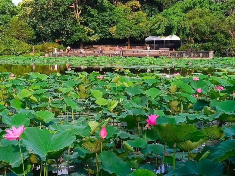 台北最美花池現正盛開!植物園荷花綠葉連天 夏季必訪!