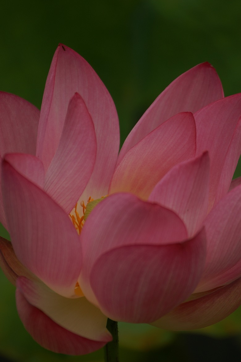 山佳荷花池，Minolta D5d