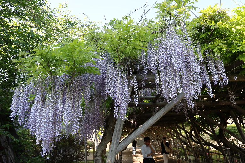 點我看大圖 夏日北海道自由行-函館篇(五稜郭/旬花/大黑屋/函館朝市/金森紅磚倉庫/小丑漢堡/八幡坂/元町/根室花丸/函館山)