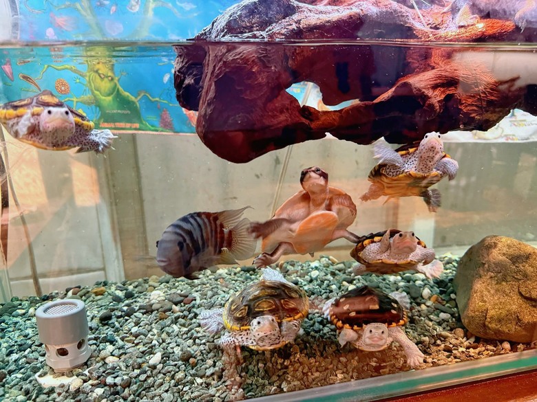 遊記|全台第一家爬蟲主題餐廳
