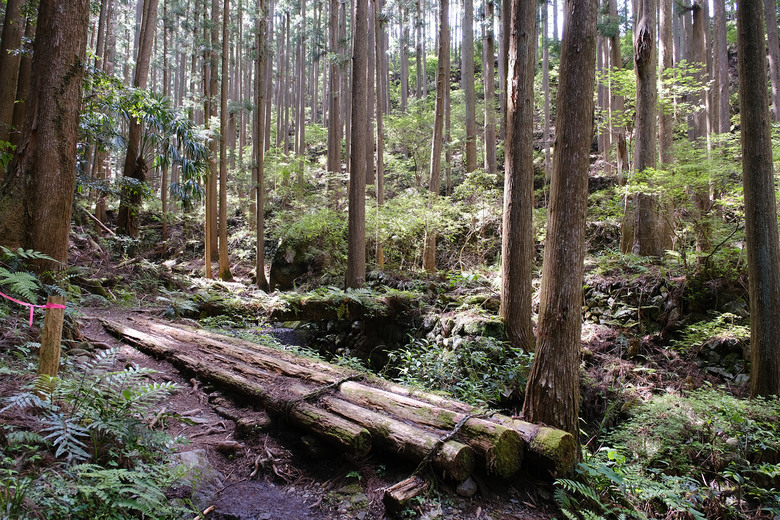 【熊野古道 Kumano Kodo】唯二的世界文化遺產朝聖之路 |中邊路38公里徒步之行