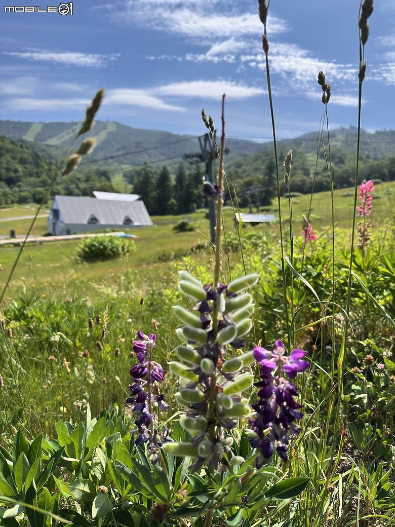 點我看大圖 北海道夏日健行|從 Club Med 出發,輕鬆走進余市岳登山口的森林步道