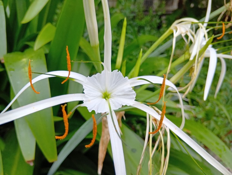 SHARP AQUOS wish5簡單開箱體驗