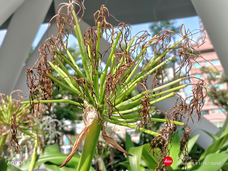 點我看大圖 日系匠心 攝影之最 | SHARP AQUOS R10 開箱使用分享