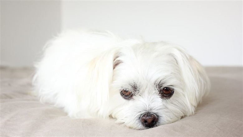 新聞：愛犬被性侵17分鐘沒人管