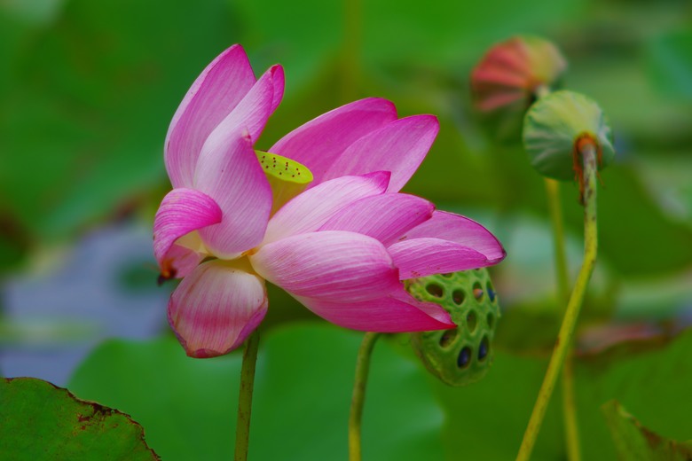 賞花雜記