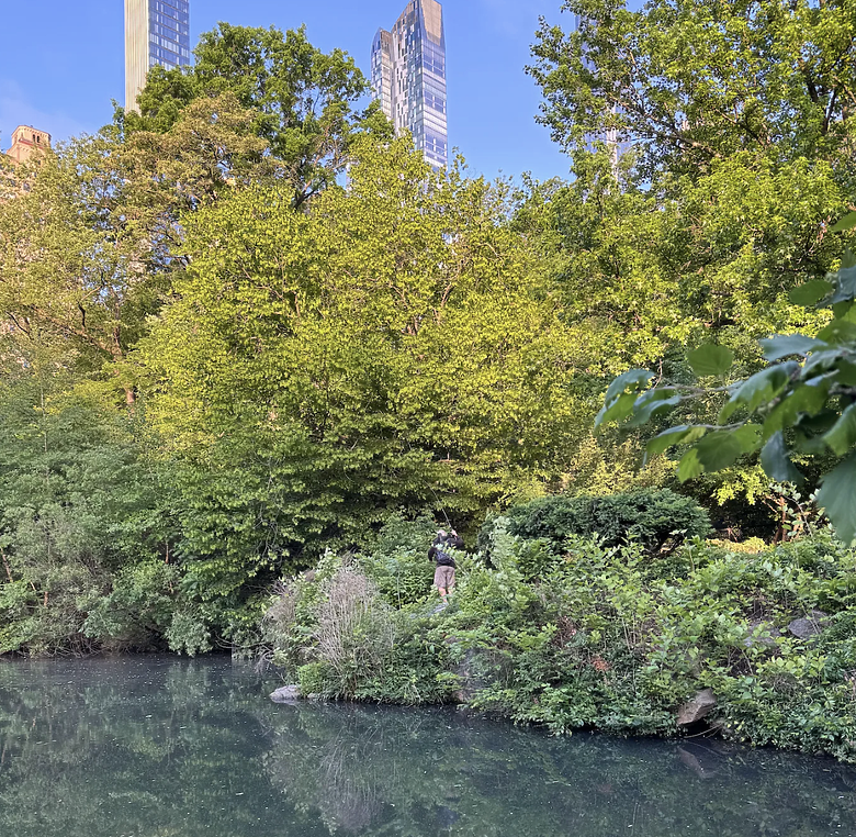 點我看大圖 紐約釣旅:中央公園晨光中的黑鱸初遇