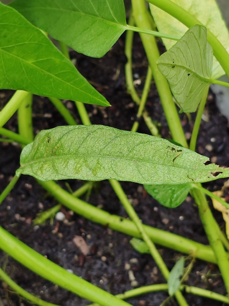 空心菜的葉子是得了什麼病？
