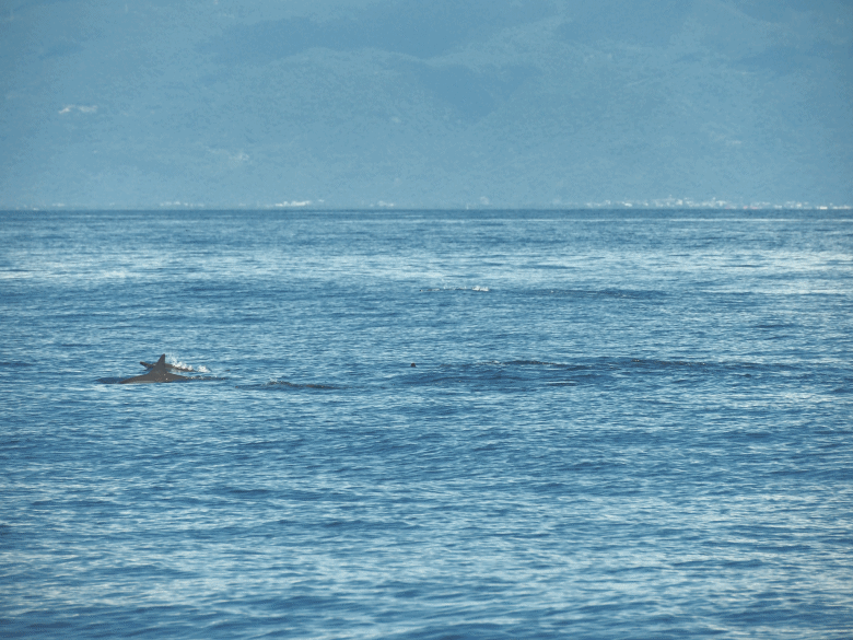 龜山島賞海豚、青蔥農場體驗蔥農生活、享用宜蘭在地無菜單料理 — 讓大腦放空休息一天之員工旅遊