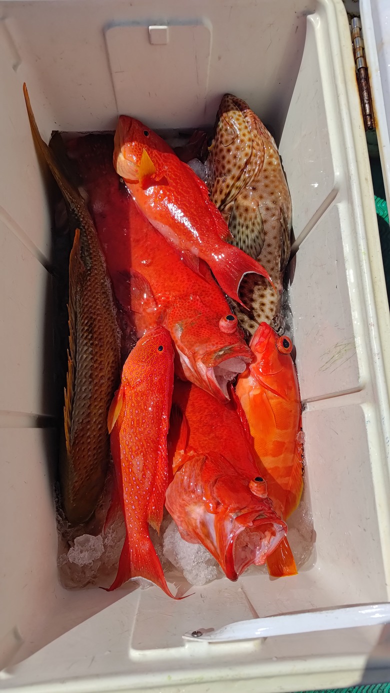 船釣底棲